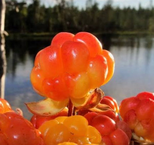 Cloudberry Extract