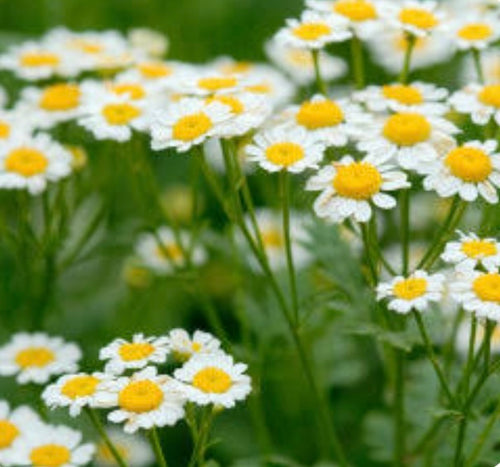 Cloudberry Extract