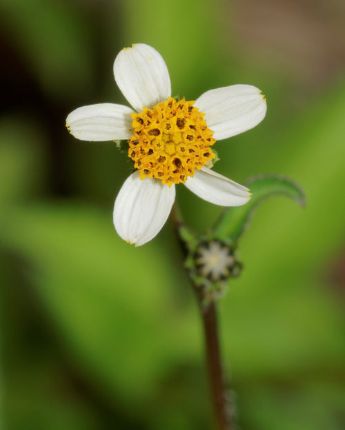 Bidens Pilosa