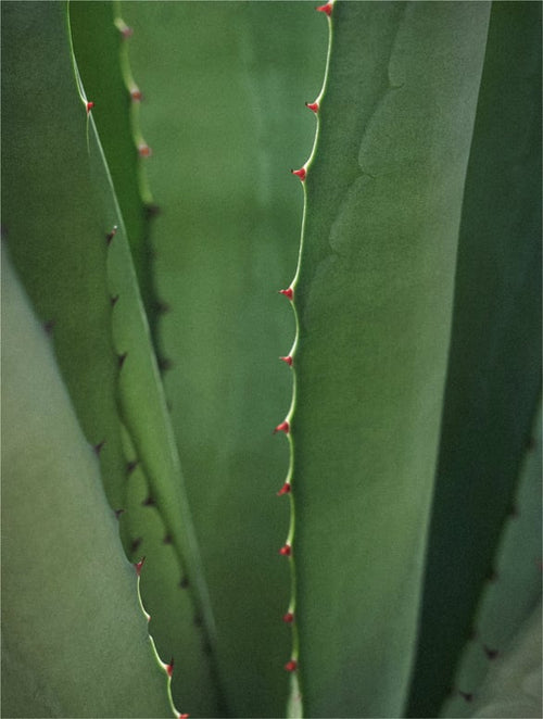 Aloe Juice